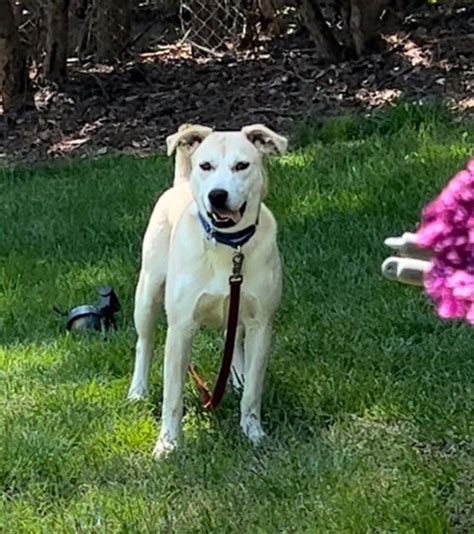 Dog for Adoption - Golden lab , Golden lab, a Labrador Retriever in Princeton, NJ | Alpha Paw