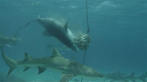 'Shark Week' Kicks Off With a Deep Sea Swim Video - ABC News