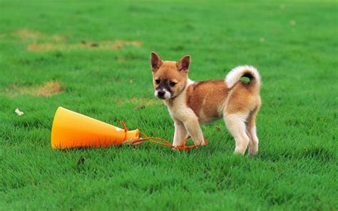 Cute Little Puppy Is Playing Soccer In A Garden | Aom Gallery