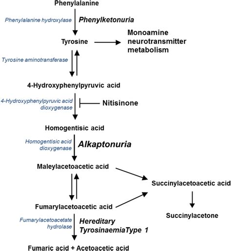 Tyrosine Dopamine Pathway