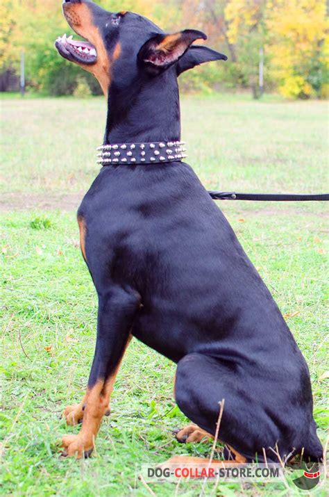 Purchase Spiked Leather Doberman Collar | Dog Walking