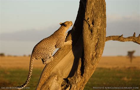 Serengeti NP Wildlife Photos – Images & Pictures