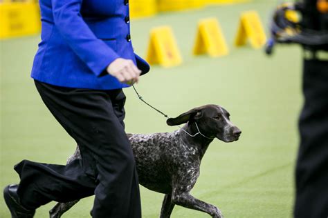 28 adorable photos from the Westminster Dog Show competition