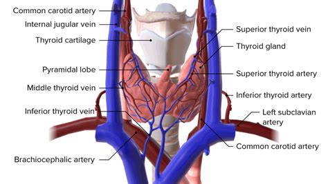 Thyroid Gland: Anatomy | Concise Medical Knowledge