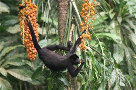 Howler Monkey Eating Astrocary [IMAGE] | EurekAlert! Science News Releases