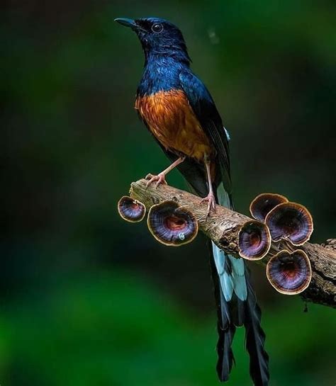 YUK Mengenal Jenis Jenis Burung Murai Batu Si Raja Hutan Asli Indonesia Nomor 1 Sering Dijumpai ...