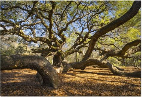 Famous Trees in the U.S. | Family Vacations U.S