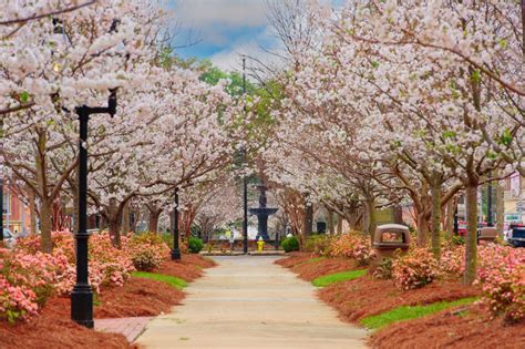 Cherry Blossoms in Macon, Georgia: 28 Places to See & Activities | Hey! East Coast USA