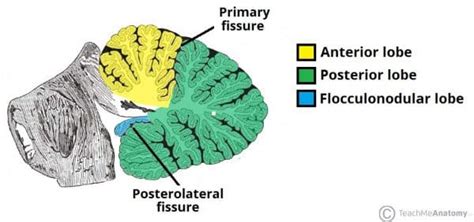 The Cerebellum - Structure - Position - Vasculature - TeachMeAnatomy