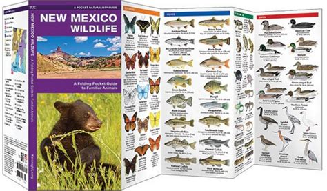 New Mexico Wildlife (Pocket Naturalist® Guide)