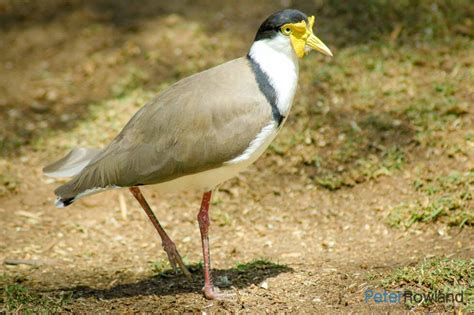 Masked Lapwing - Peter Rowland Photographer & Writer