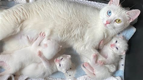 Rescuing a mom cat and her kittens - Cat World News