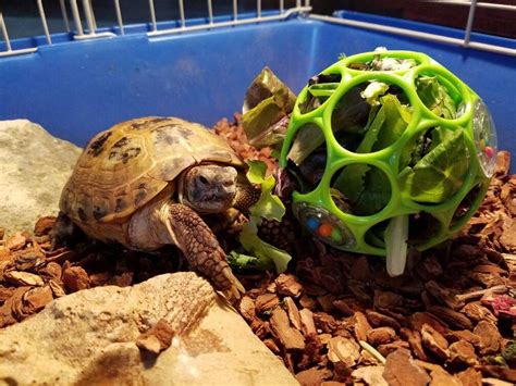 Enrichment ball for greens or Timothy hay. I'm not sure he's thrilled with this idea, but it ...