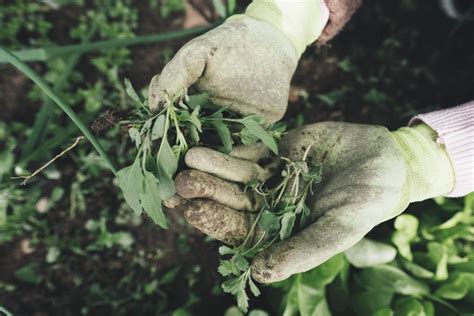 Mom shares natural DIY weed-be-gone spray that works compared to harsh chemicals in other products