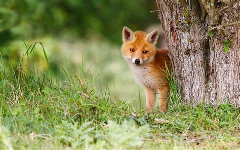 Small fox, cute animals, wild animals, foxes, forest, wildlife, HD wallpaper | Peakpx