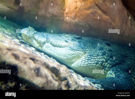 King Croc, Dubai Aquarium Stock Photo - Alamy