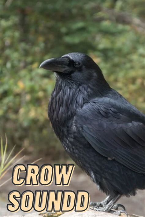 Crow Sound Effect Loud