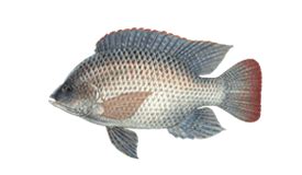 Blue Tilapia | Complete Guide to Blue Tilapia, How they look, What they eat