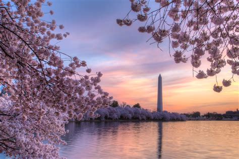 The Best Lesser-Known Cherry Blossom Spots in DC - InsideHook