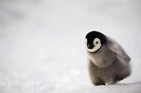 Run! | A single Emperor penguin chick close to the colony. Penguin Love ...