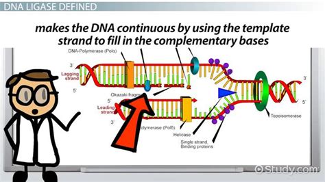 The Function Of Dna Ligase In Recombinant Technology Is To - technology