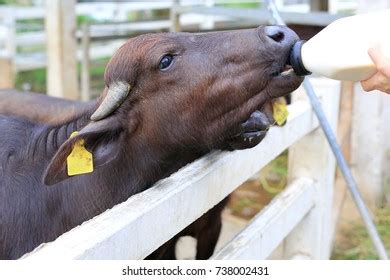 52 Murrah Buffalo Calf Images, Stock Photos, 3D objects, & Vectors ...