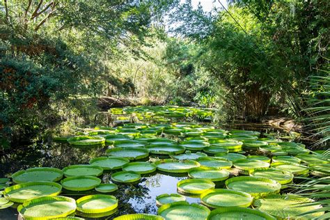 15 Best Botanical Gardens in Florida - Road Affair