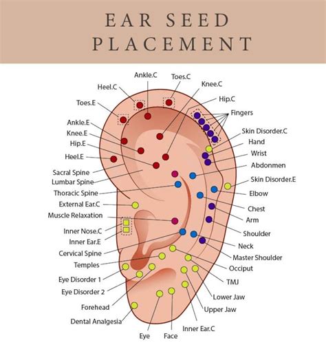 Printable Ear Seed Placement Chart Comprehensive Acupuncture Ear Chart Guide Ear Seeding Chart ...