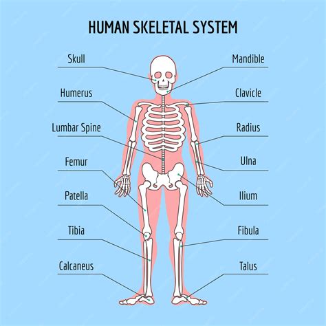 Skeletal System Diagram Labeled