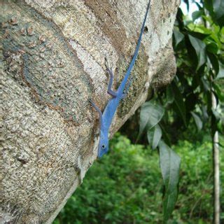 Blue Anole Facts and Pictures