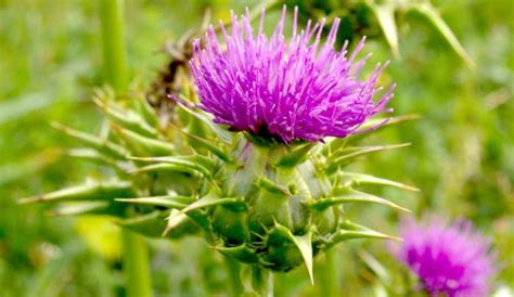 Silimarine - Silybum marianum or Carduus marianus