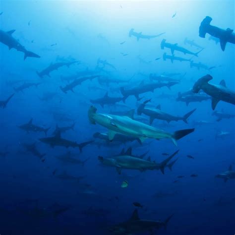 Hammerhead sharks in Galapagos marked to study route through the Pacific – The Tico Times ...