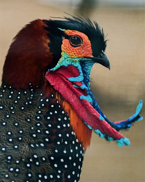 Western Tragopan: Quest for the Colourful Pheasant