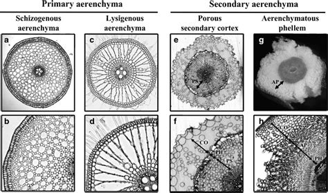 Examples of primary aerenchyma (schizogenous and lysigenous types) and ...