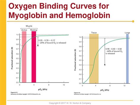 Chapter 6 Protein Function. - ppt download