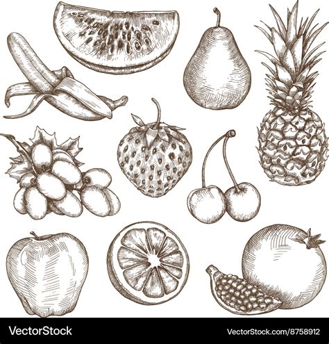 Fruit sketches hand drawing Royalty Free Vector Image