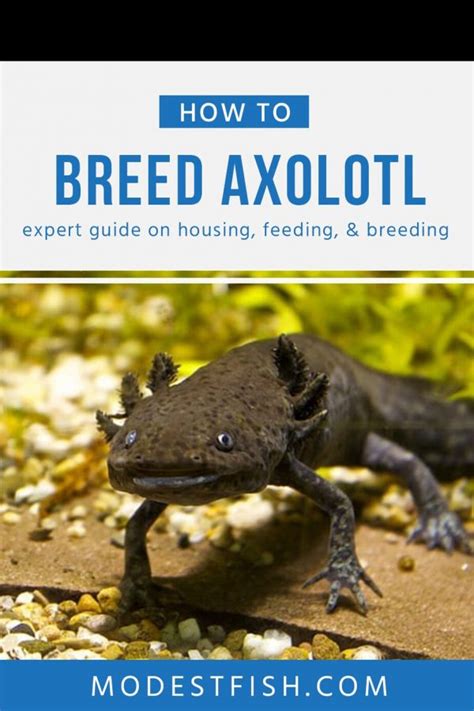 Axolotl Care Sheet: Your Expert Guide to Housing, Feeding, & Breeding