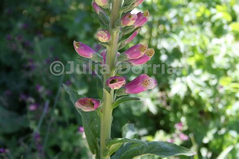 Julia's blog: Photographs at Cambridge Botanic gardens