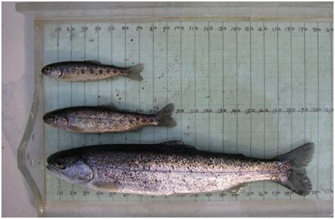 Steelhead life cycle linked to environment, pink salmon abundance