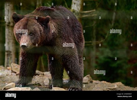 Adult female black bear ursus hi-res stock photography and images - Alamy