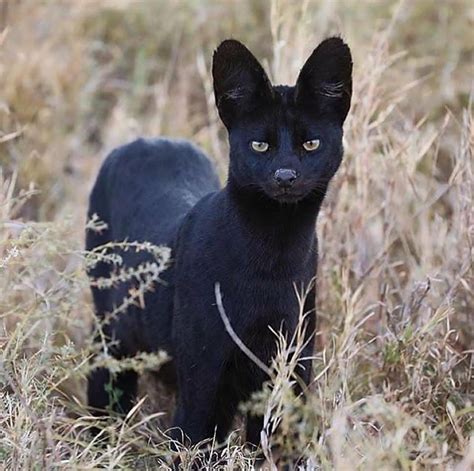 Manja, The Rare Melanistic Serval Cat Roams The Serengeti In Tanzania - Illuzone