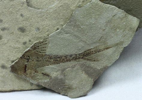 Rare Bear Gulch Male Echinochimaera meltoni Paleozoic Fish Fossil Echinochimaera meltoni Class ...