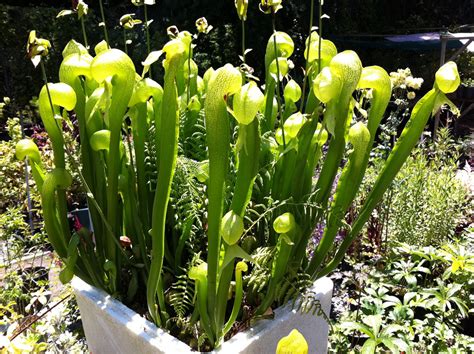 Photo #59846 | Darlingtonia californica | plant lust