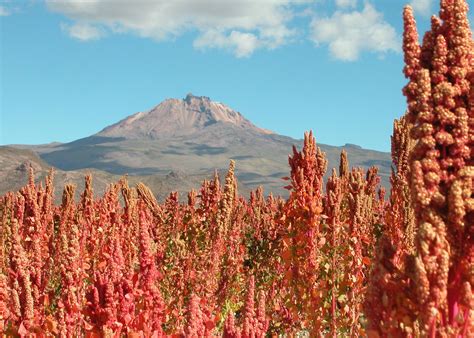 Quinoa 'Red Head' (Chenopodium quinoa 'Red Head') | MijnTuin.org | Planten, Quinoa