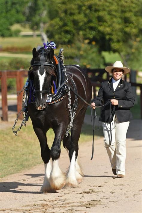 Shire Breeders Saving the Breed from Extinction | Equestrian Australia