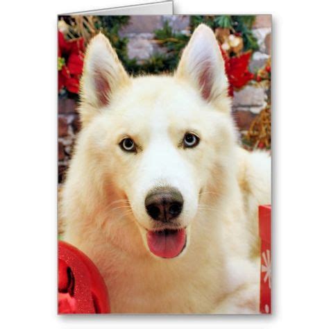 45 Dog Christmas Cards ideas | funny dog pictures, dog christmas card ...