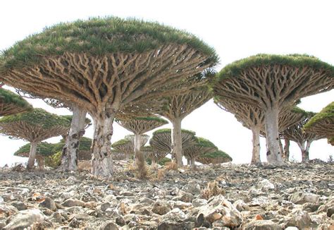 Isolated Island with Strange Plant Life is “The Most Alien-Looking ...