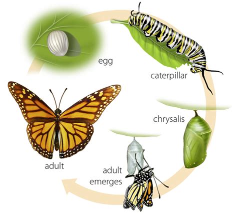 life cycle of a monarch butterfly : Biological Science Picture ...