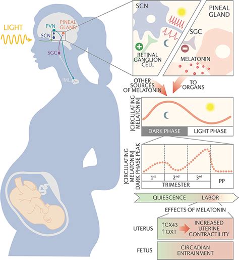 Frontiers | Riding the Rhythm of Melatonin Through Pregnancy to Deliver on Time