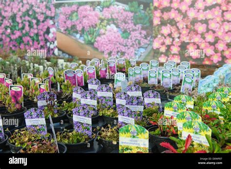 Potted plants for sale, Notcutts garden centre in Woodbridge, Suffolk, UK Stock Photo - Alamy